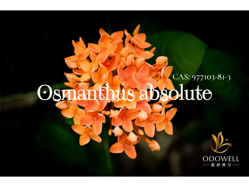 Osmanthus Absolute: la firma natural de ODOWELL para elegantes flores orientales