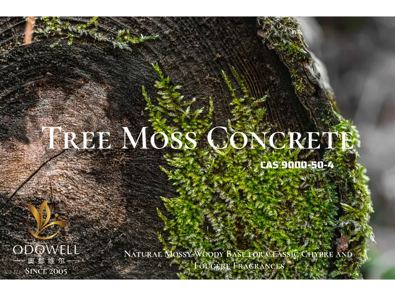 Tree Moss Concrete: base natural musgosa y amaderada de ODOWELL para fragancias clásicas chipre y fougère